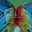 Hawaiian Air